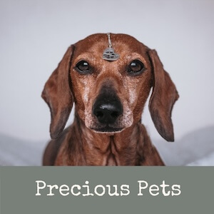Precious Pets